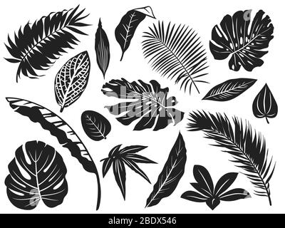 Tropische Blätter Silhouette. Palmblatt, Kokospalmen und Monstera Blätter schwarze Silhouetten Vektor-Illustration Set Stock Vektor