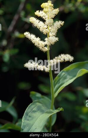 Falsches Solomon's Seal Stockfoto