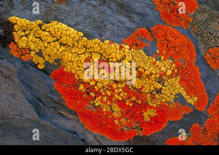 Flechten auf einem Felsen Stockfoto