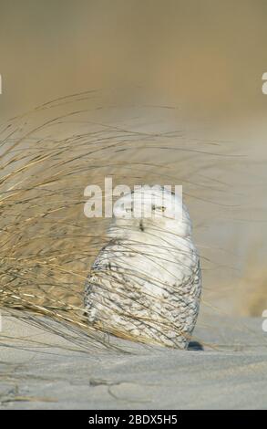 Schneeeule Stockfoto