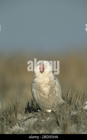 Schneeeule Stockfoto