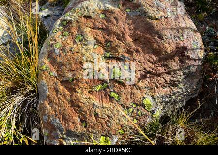 Grüne und cyanfarbene Flechten auf Gesteinsstruktur. Stockfoto