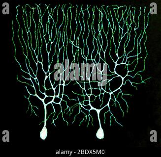 Purkinje Zellen auf Basis von Cajal Stockfoto