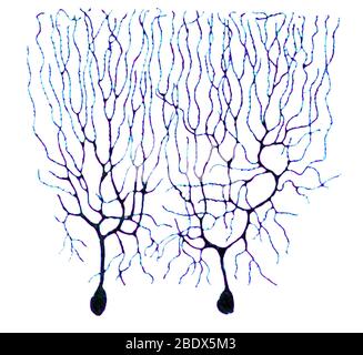 Purkinje Zellen auf Basis von Cajal Stockfoto