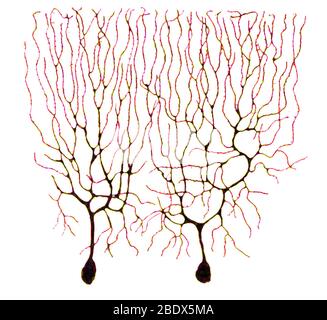 Purkinje Zellen auf Basis von Cajal Stockfoto