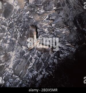 Ölvogel fliegt in der Höhle Stockfoto