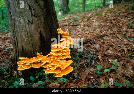 Schwefel-Shelf-Pilz Stockfoto