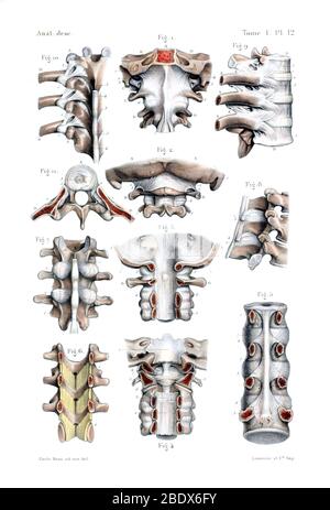 Menschliche Wirbelsäule Knochen und Bänder, 1844 Stockfoto
