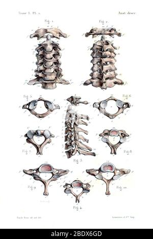 Menschliche Wirbelsäule, 1844 Stockfoto