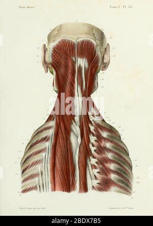 Menschliche Nacken- und Rückenmuskulatur, posterior, 1844 Stockfoto