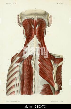 Menschliche Nacken- und Rückenmuskulatur, posterior, 1844 Stockfoto