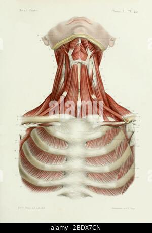 Menschliche Halsmuskeln und Rippenkäfig, 1844 Stockfoto