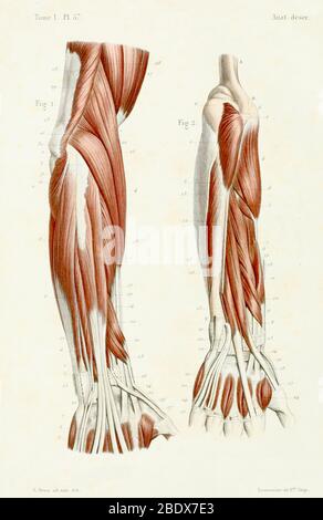 Menschliche Unterarmmuskulatur, Posterior, 1844 Stockfoto