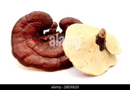 Lingzhi Pilz Ganoderma Lucidum isoliert auf weißem Hintergrund Stockfoto