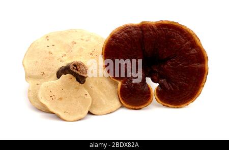 Lingzhi Pilz Ganoderma Lucidum isoliert auf weißem Hintergrund Stockfoto