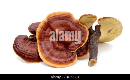 Lingzhi Pilz Ganoderma Lucidum isoliert auf weißem Hintergrund Stockfoto