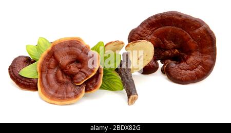 Lingzhi Pilz Ganoderma Lucidum isoliert auf weißem Hintergrund Stockfoto