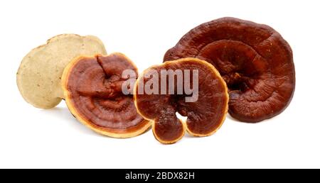 Lingzhi Pilz Ganoderma Lucidum isoliert auf weißem Hintergrund Stockfoto