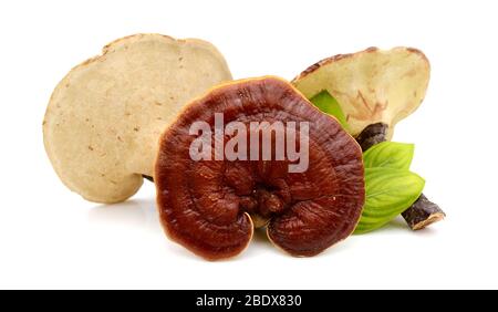 Lingzhi Pilz Ganoderma Lucidum isoliert auf weißem Hintergrund Stockfoto