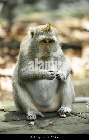 Ein langschwänziger Makake sitzt im Ubud Monkey Forest, Ubud, Bali, Indonesien. Stockfoto