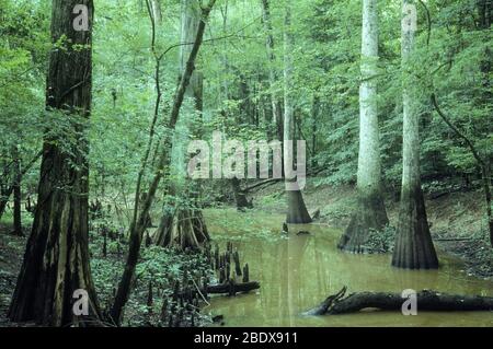 Cypress Swamp Stockfoto