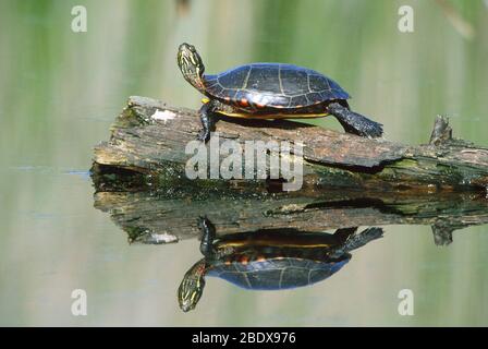 Östliche gemalte Schildkröte Stockfoto