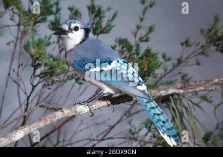 Bluejay Ruft An Stockfoto