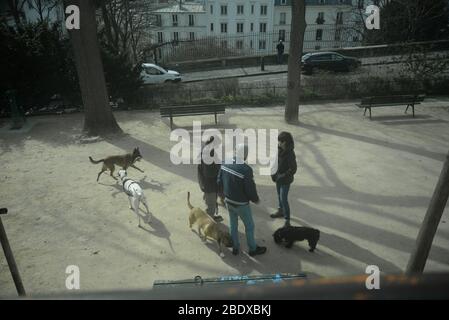 Hunde spielen in einem Park, pasakdek Stockfoto