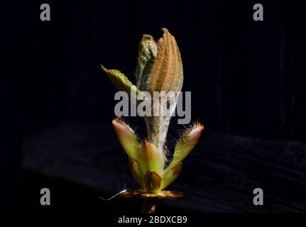 Blick auf junge Rosskastanienblätter im Frühling Stockfoto