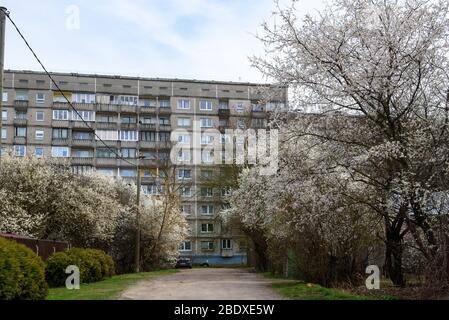 RIGA, LETTLAND. April 2020. Pflaumenbaum blühend im Garten. Pflaumenbaum blüht. Stockfoto