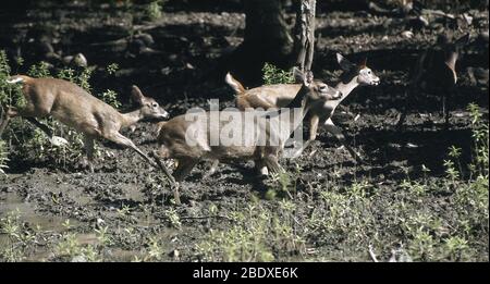 Weiß - angebundene Rotwild Stockfoto