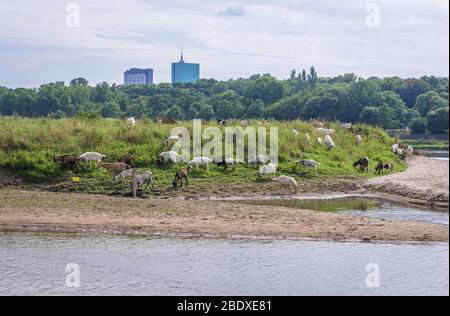 Ziegenherde auf einer Insel an der Weichsel in Warschau, Polen, Teil eines von der Stadt unterstützten Projekts zur Erhaltung der Insel auf natürliche Weise Stockfoto