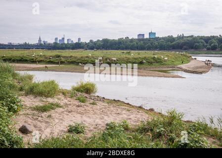 Ziegenherde auf einer Insel an der Weichsel in Warschau, Polen, Teil eines von der Stadt unterstützten Projekts zur Erhaltung der Insel auf natürliche Weise Stockfoto