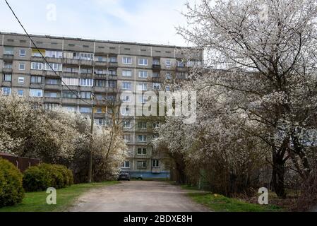 RIGA, LETTLAND. April 2020. Pflaumenbaum blühend im Garten. Pflaumenbaum blüht. Stockfoto