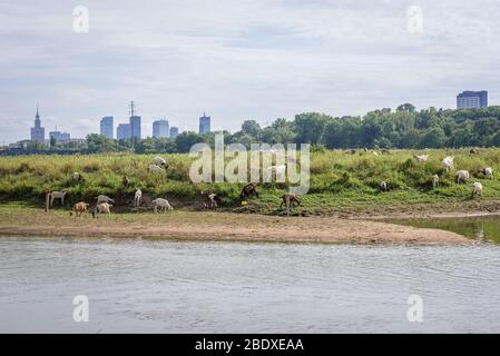 Ziegenherde auf einer Insel an der Weichsel in Warschau, Polen, Teil eines von der Stadt unterstützten Projekts zur Erhaltung der Insel auf natürliche Weise Stockfoto