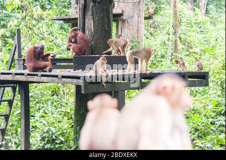 Orang-Utans und Makaken auf einer Futterplattform. Sepilok Orangutan Rehabilitationszentrum, Sabah, Malaysia, Borneo Stockfoto