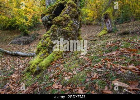 Alte Baumrinnen zerknittert und Moos bedeckt in Ancares Gebirge in Galicien Stockfoto