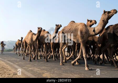 Das Bild von Kamel Herde bei Pushkar Animal Fair, Ajmer, Rajasthan, Indien, asien Stockfoto