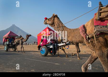 Das Bild von Kamel Wagen mit Touristen bei Pushkar Animal Fair, Ajmer, Rajasthan, Indien, asien Stockfoto