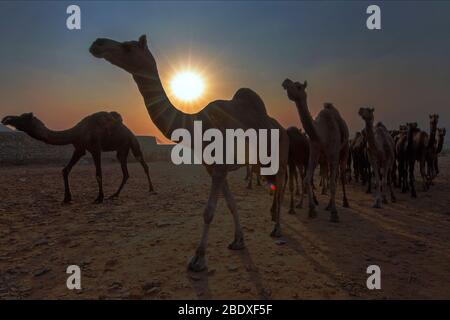 Das Bild von Kamel Herde bei Sonnenuntergang Pushkar Animal Fair, Ajmer, Rajasthan, Indien, asien Stockfoto