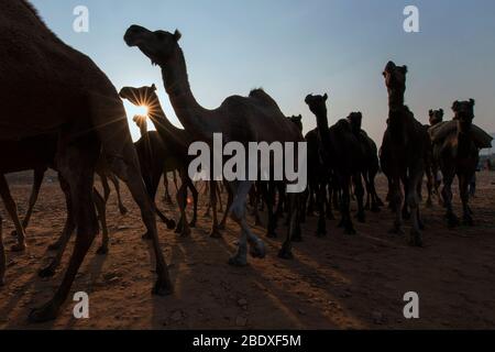 Das Bild von Kamel Herde bei Sonnenuntergang Pushkar Animal Fair, Ajmer, Rajasthan, Indien, asien Stockfoto