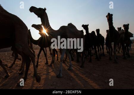 Das Bild von Kamel Herde bei Sonnenuntergang Pushkar Animal Fair, Ajmer, Rajasthan, Indien, asien Stockfoto