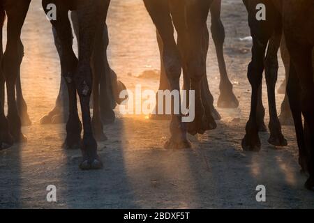 Das Bild von Kamel Herde Beine bei Pushkar Animal Fair, Ajmer, Rajasthan, Indien, asien Stockfoto