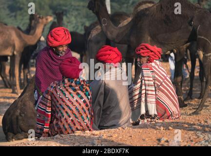 Das Bild von Kamelen und Dorfbewohner am Morgen bei Pushkar Animal Fair, Ajmer, Rajasthan, Indien, asien Stockfoto