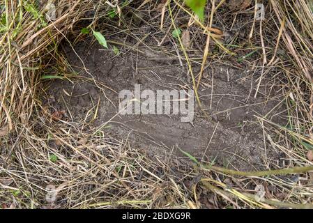 Tiger Fußabdrücke im Chitwan Nationalpark auf Nepal Stockfoto