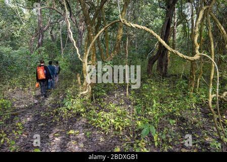 Chitwan, Nepal - 21. Januar 2020: Touristen auf Safari-Spaziergang im Chitwan Nationalpark auf Nepal Stockfoto