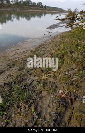 Tiger Fußabdrücke im Chitwan Nationalpark auf Nepal Stockfoto