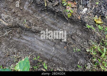 Tiger Fußabdrücke im Chitwan Nationalpark auf Nepal Stockfoto