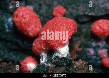 Tubifera Ferruginosa Stockfoto