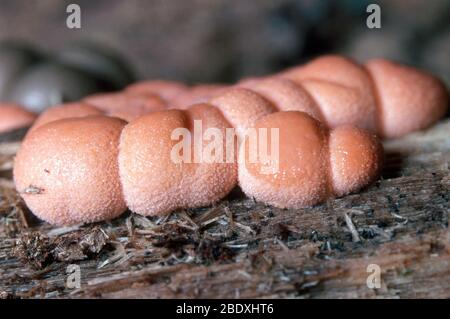 Lycogala Epidendrum Stockfoto